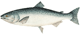 A detailed illustration of a fish with a silvery body and dark spots along its back, fin, and tail. The fish is positioned horizontally, facing left.